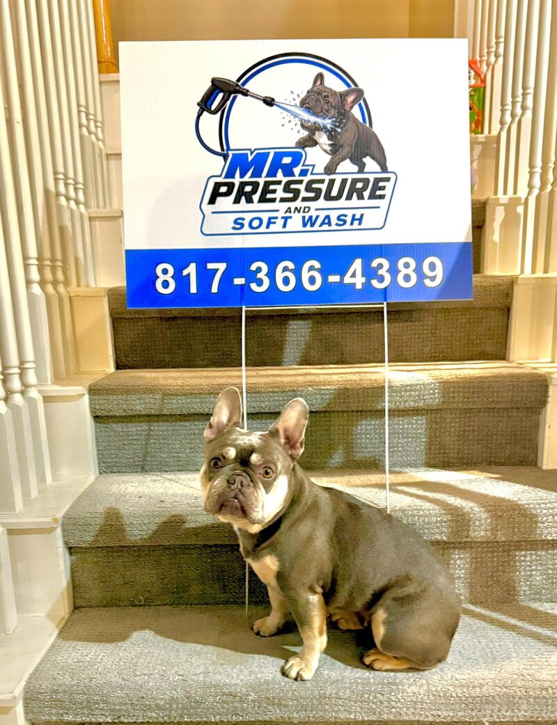 The Mr. Pressure and Soft Wash French bulldog mascot beside the company yard sign